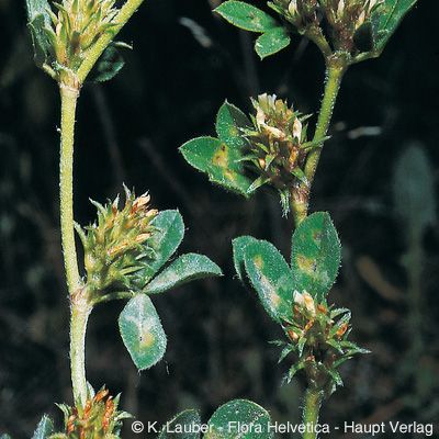 Trifolium scabrum L., © 2022, Konrad Lauber – Flora Helvetica – Haupt Verlag