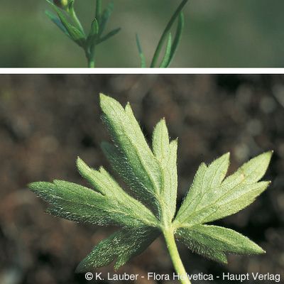 Ranunculus villarsii DC., © 2022, Konrad Lauber – Flora Helvetica – Haupt Verlag