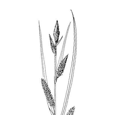 Carex riparia Curtis, 7 January 2021, © 2022, Stefan Eggenberg – Flora Vegetativa - Haupt Verlag
