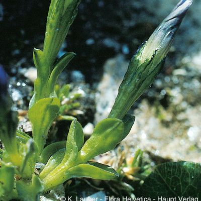 Gentiana prostrata Haenke, © 2022, Konrad Lauber – Flora Helvetica – Haupt Verlag
