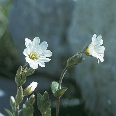 Cerastium alpinum L., © 2022, Konrad Lauber – Flora Helvetica – Haupt Verlag
