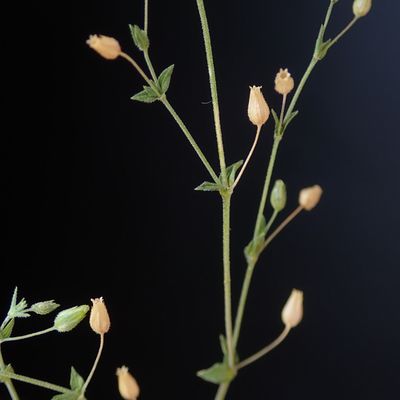 Arenaria leptoclados (Rchb.) Guss., © Copyright Christophe Bornand