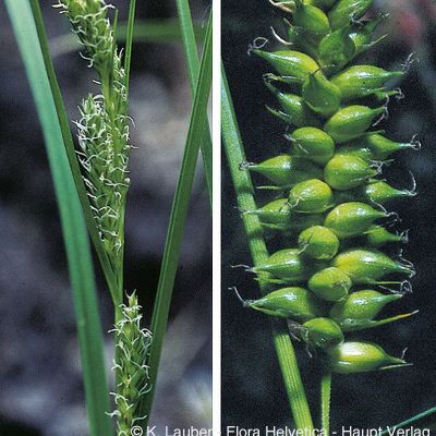 Carex punctata Gaudin, © 2022, Konrad Lauber – Flora Helvetica – Haupt Verlag