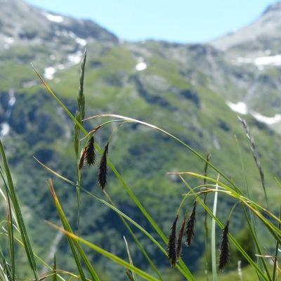 Carex frigida All., © 2015, R. & P. Bolliger – Poschiavo (GR)