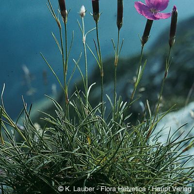 Dianthus sylvestris Wulfen, © 2022, Konrad Lauber – Flora Helvetica – Haupt Verlag