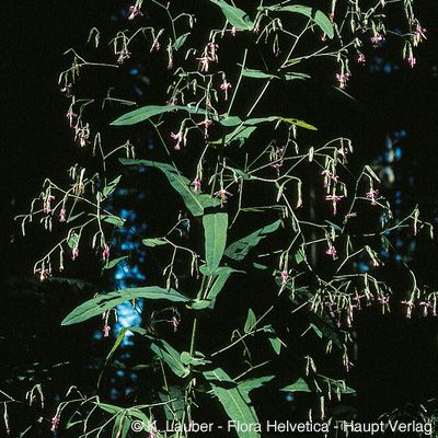 Prenanthes purpurea L., © 2022, Konrad Lauber – Flora Helvetica – Haupt Verlag