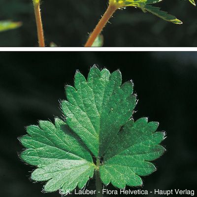 Potentilla norvegica L., © 2022, Konrad Lauber – Flora Helvetica – Haupt Verlag