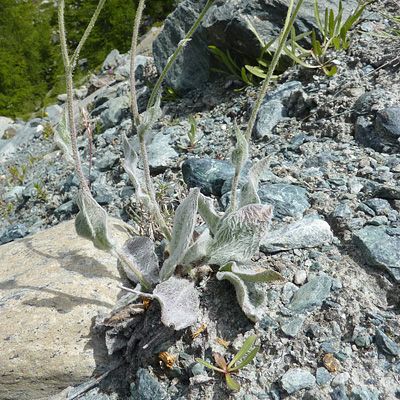 Hieracium tomentosum L., 29 January 2015, © 2010, Peter Bolliger – Zermatt