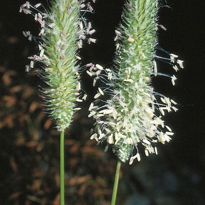 Phleum bertolonii DC., © 2022, Konrad Lauber – Flora Helvetica – Haupt Verlag