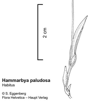 Hammarbya paludosa (L.) Kuntze, © 2022, Stefan Eggenberg – Flora Vegetativa - Haupt Verlag