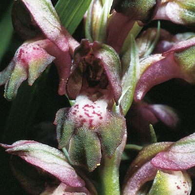 Orchis coriophora L., © 2022, Konrad Lauber – Flora Helvetica – Haupt Verlag