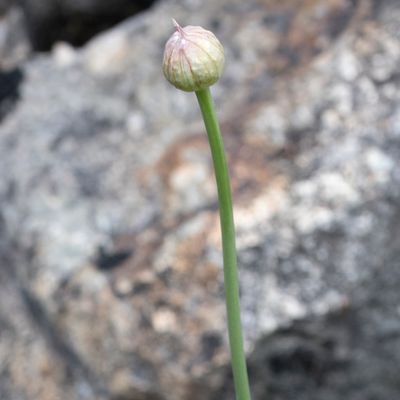 Allium sphaerocephalon L., 29 March 2022, © Copyright Françoise Alsaker – Amaryllidaceae	Narzissengewächse