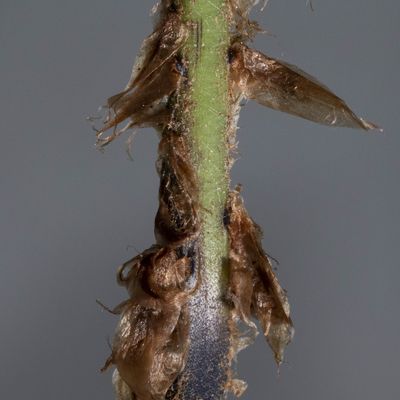 Dryopteris dilatata (Hoffm.) A. Gray, 16 June 2019, © Copyright Françoise Alsaker
