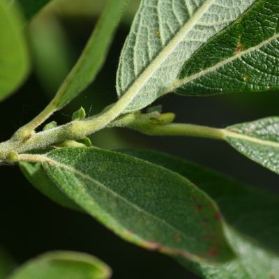 Salix appendiculata Vill., © Copyright Christophe Bornand