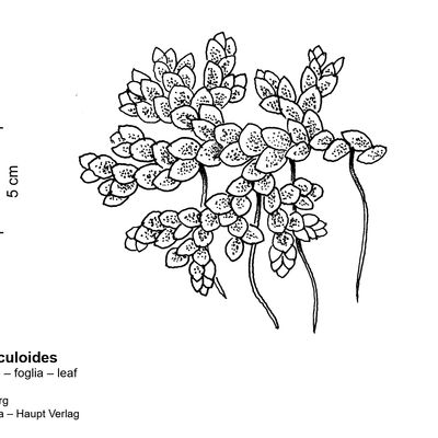 Azolla filiculoides Lam., © 2022, Stefan Eggenberg – Flora Vegetativa - Haupt Verlag