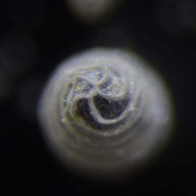Chara strigosa A. Braun, 30 June 2014, © 2014, A. Boissezon – Apex d’une gyrogonite peu calcifié de Chara strigosa f. jurensis (étang Hainard, Moulin de Vert, Cartigny, CH-Ge).