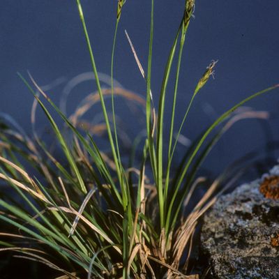 Carex halleriana Asso, © Copyright Christophe Bornand