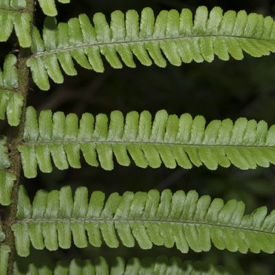 Dryopteris affinis (Lowe) Fraser-Jenk., 26 May 2018, © Copyright Françoise Alsaker – Dryopteridaceae