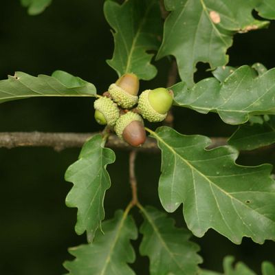 Quercus petraea Liebl., © Copyright Christophe Bornand