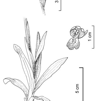 Orchis morio L., 2 December 2022, © 2022, Stefan Eggenberg – Flora Vegetativa - Haupt Verlag