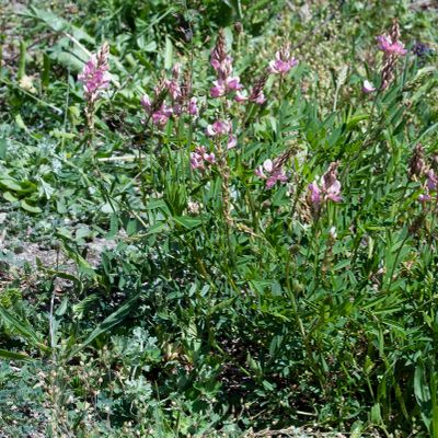 Onobrychis montana DC., 7 June 2017, Françoise Alsaker – Fabaceae