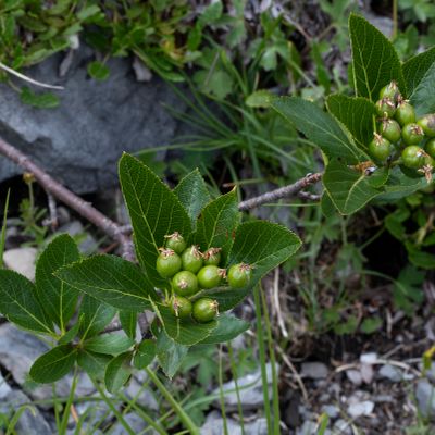 Sorbus chamaemespilus (L.) Crantz, 28 July 2017, Françoise Alsaker – Rosaceae