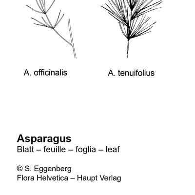 Asparagus tenuifolius Lam., 7 January 2021, © 2022, Stefan Eggenberg – Flora Helvetica – Haupt Verlag, comparison figure