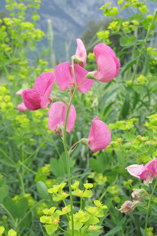 ボタニカ キャニスター / Lathyrus tuberosus ボタニカ キャニスター / Lathyrus tuberosus