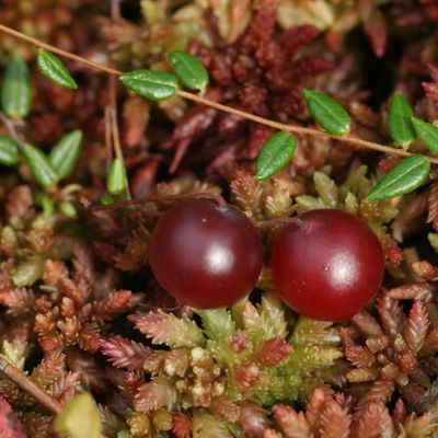 Vaccinium oxycoccos L.
