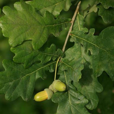 Quercus robur L., © Copyright Christophe Bornand