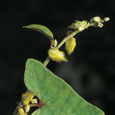 Fagopyrum tataricum (L.) Gaertn., © 2022, Konrad Lauber – Flora Helvetica – Haupt Verlag