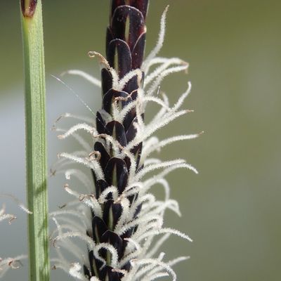 Carex elata All., © Copyright Christophe Bornand