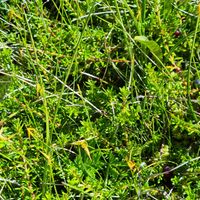 1/22 - © Copyright 2022 Patrice Prunier – VI.2.1.2.1 - Empetro hermaphroditi-Sphagnetum fusci, Simplonpass CH-VS