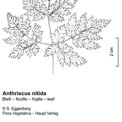 Anthriscus nitida (Wahlenb.) Hazsl., 12 January 2023, © 2022, Stefan Eggenberg – Flora Vegetativa © Haupt Verlag