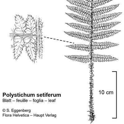 Polystichum setiferum (Forssk.) Woyn., © 2022, Stefan Eggenberg – Flora Vegetativa - Haupt Verlag