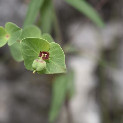 Euphorbia variabilis Ces., © 2018, Philippe Juillerat – Monte Pidaggia (ITA)