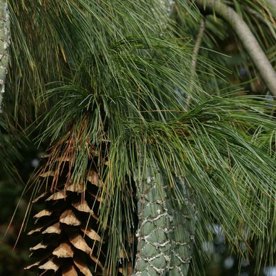 Pinus strobus L., © Copyright Christophe Bornand