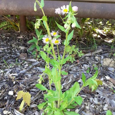 Erigeron philadelphicus L., © Copyright 2026 Isabel Brogle