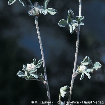 Trifolium saxatile All., © 2022, Konrad Lauber – Flora Helvetica – Haupt Verlag