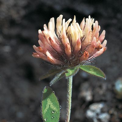 Trifolium pratense subsp. nivale (W. D. J. Koch) Ces., © 2022, Konrad Lauber – Flora Helvetica – Haupt Verlag