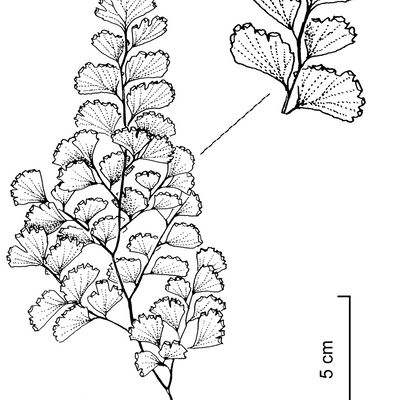 Adiantum capillus-veneris L., © 2022, Stefan Eggenberg – Flora Vegetativa - Haupt Verlag
