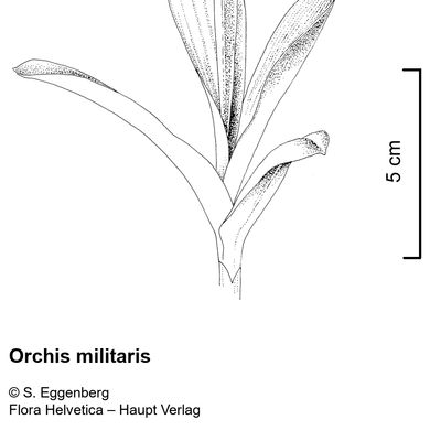 Orchis militaris L., 2 December 2022, © 2022, Stefan Eggenberg – Flora Vegetativa - Haupt Verlag
