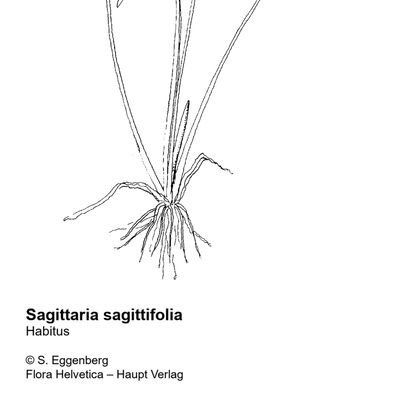Sagittaria sagittifolia L., © 2022, Stefan Eggenberg – Flora Helvetica – Haupt Verlag