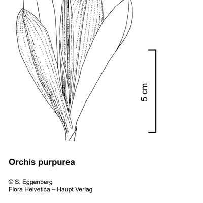 Orchis purpurea Huds., 2 December 2022, © 2022, Stefan Eggenberg – Flora Vegetativa - Haupt Verlag