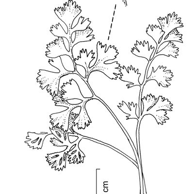 Asplenium lepidum C. Presl, 23 October 2022, © 2022, Stefan Eggenberg – Flora Vegetativa - Haupt Verlag