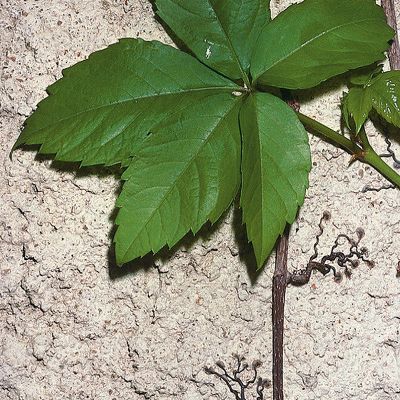 Parthenocissus quinquefolia (L.) Planch., © 2022, Konrad Lauber – Flora Helvetica – Haupt Verlag