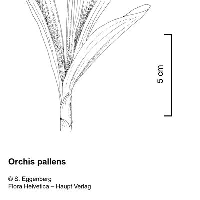 Orchis pallens L., 2 December 2022, © 2022, Stefan Eggenberg – Flora Vegetativa - Haupt Verlag