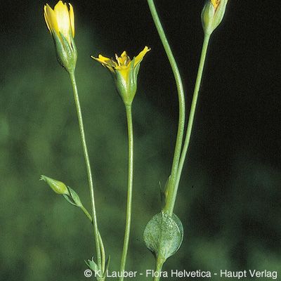 Blackstonia acuminata (W. D. J. Koch & Ziz) Domin, © 2022, Konrad Lauber – Flora Helvetica – Haupt Verlag