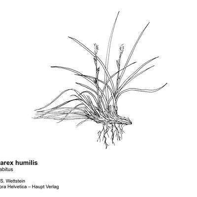 Carex humilis Leyss., © 2022, Sacha Wettstein – Flora Vegetativa - Haupt Verlag