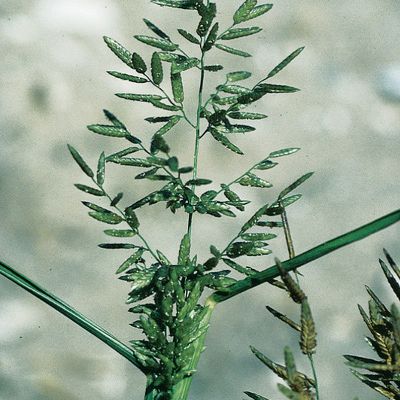 Eragrostis cilianensis (All.) Janch., © 2022, Konrad Lauber – Flora Helvetica – Haupt Verlag